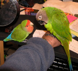 Peachy watching Mojito