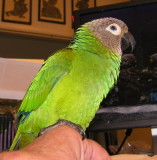 Mojito (Mojo)