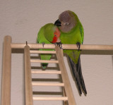 Mojito and Peachy preening each other