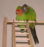 Mojito and Peachy in love