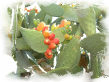 Prickly-Pear-Cactus-at-LB-Gardens-6PS.png