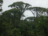 Aerial Tram Broccoli trees1.JPG