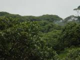 Aerial Tram Broccoli trees2.JPG