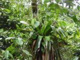 Aerial Tram Bromeliads2.JPG