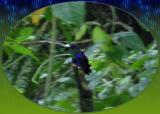 Aerial Tram humming bird11.JPG