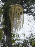 Aerial Tram Palm flowers.JPG