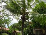 Amapola hotel Coconut Palm.JPG