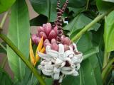 Arenal Ornamental Banana 3.JPG