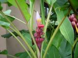 Arenal Spings Ornamental banana 3.JPG