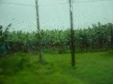Boat to Tortuguera rain 02.JPG