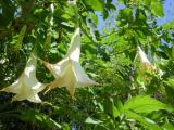 Coffee Place Angel Trumpet  1.JPG
