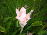 Laguna Lodge Tortuguera Flowers Ginger1.JPG