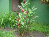 Laguna Lodge Tortuguera Flowers Red Ginger.JPG