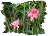 Laguna Lodge Tortuguera Flowers Torch Ginger2.JPG