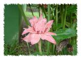 Laguna Lodge Tortuguera Flowers Torch Ginger.JPG