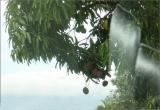 Road To Arenal mangos.JPG