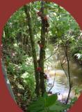 Road to Arenal Twining red berries.jpg