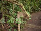 To Pacific Cloud Forest 05.JPG