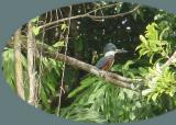 Tortuguera Animal Cruises 03.JPG