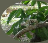 Tortuguera Animal Cruises Crab.JPG