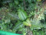 Canopy Tour-Rainforest.JPG