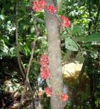 Climbing flowering vine.JPG