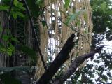 Closeup-Epiphyte.JPG