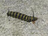 Caterpillar Arenal.JPG