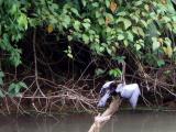 Danya Piano Bird Drying Wings crop.jpg