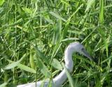 Great Egret.jpg