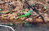 Jesus Christ Lizard1.JPG