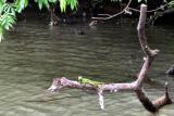 Jesus Christ lizard2.JPG