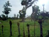 Living Fences.JPG