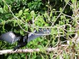 Piano Bird Drying his Wings.JPG