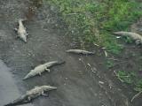 River of crocodiles4-5-06.JPG