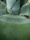 Durangensis leaf detail