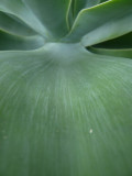 Attenuata Leaf detail