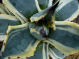 Agave Parryi cream spike