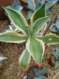 Agave Cundinamarcensis Variegata