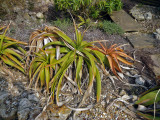Kniphofia northiae