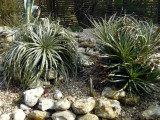 Puya species