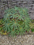 Schefflera