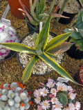 Agave Salmiana variegata 2009