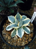 Agave Parryi cream spike