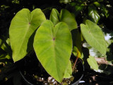 Colocasia pink china