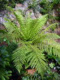 Dicksonia Antarctica