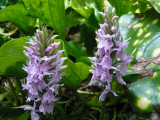 Dactylorhiza