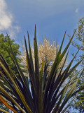Cordyline Australis