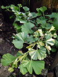 Gingko Biloba Variegata