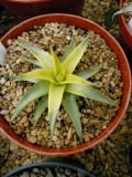 Dyckia moonglow